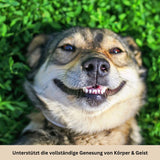 HABOZ GoKissen  - Einzigartiges Hundekissen für erholsame Schläfchen