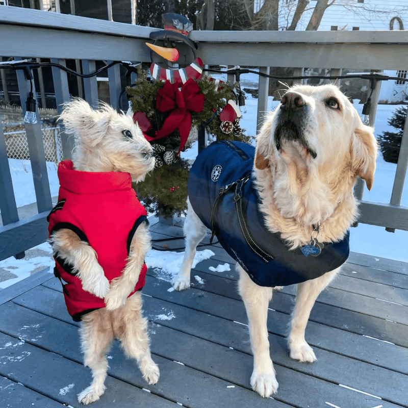 HABOZ GoTermo - Einzigartige Hundejacke für Spaziergänge bei jedem Wetter